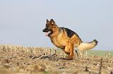 BERGER ALLEMAND 920